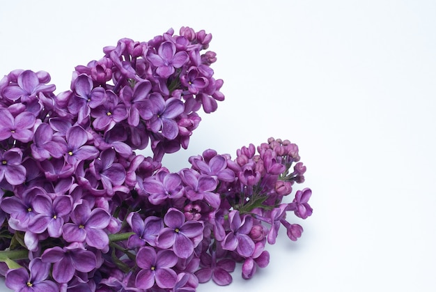 Belles fleurs lilas Syringa à l'intérieur libre sur fond blanc