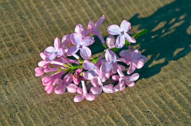 Belles fleurs lilas sur table en bois