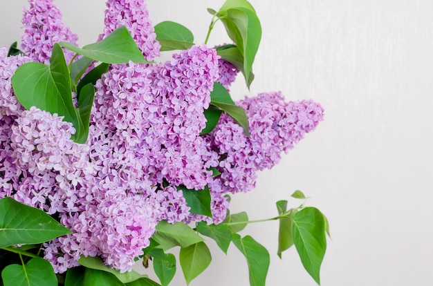 Belles fleurs lilas