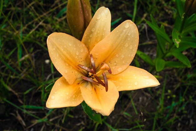 Belles fleurs de lis jaunes dans le jardin.