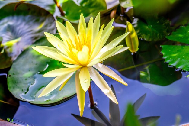 Belles fleurs de lotus jaunes fleurissant dans l'étang