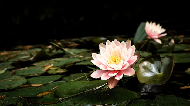 Photo belles fleurs de lotus sur le lac