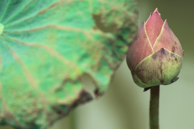 Belles fleurs de lotus en tropical