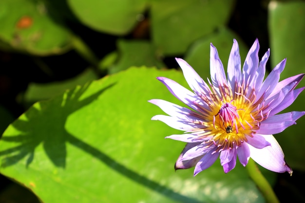 Belles fleurs de lotus en tropical