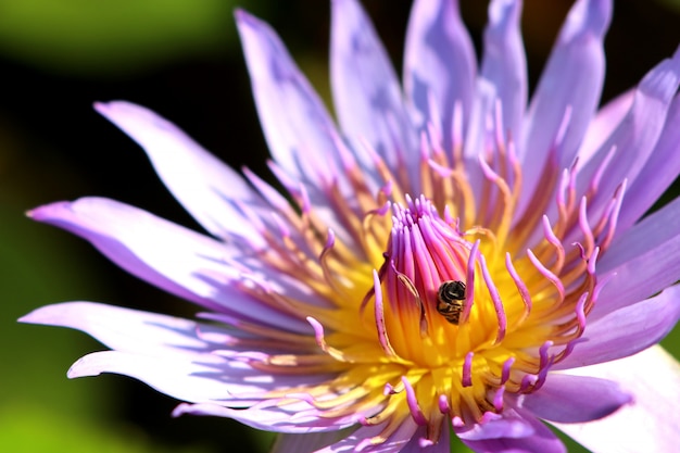 Belles fleurs de lotus en tropical