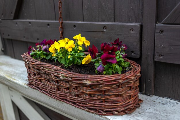 Belles fleurs lumineuses de pensées de heartsease dans la couleur violette et jaune pourpre vibrante dans un long pot de fleur