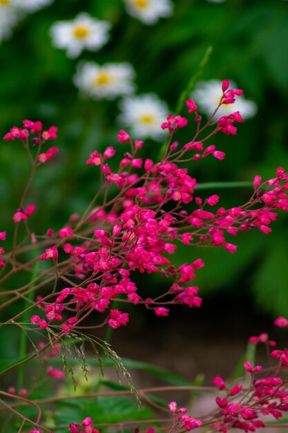 De belles fleurs lumineuses poussent dans le jardin