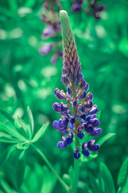 Belles fleurs de lupin sur fond de champ vert