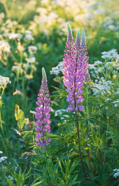 Belles fleurs de lupin violet sur une prairie d'été au coucher du soleil