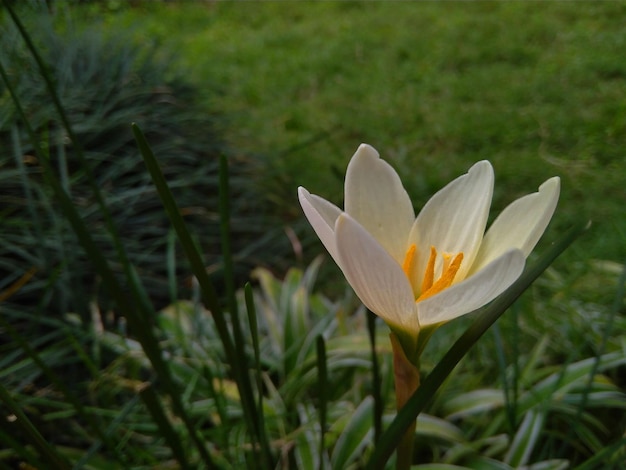 Photo belles fleurs de lys blanc au jardin verdoyant