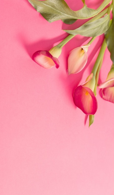 Belles fleurs de lys calla sur la surface du papier