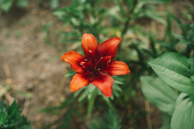 Belles fleurs de lys dans le jardin Gros plan