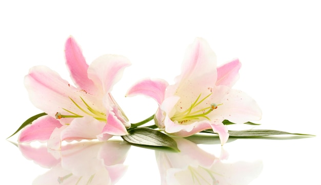 Belles fleurs de lys isolés sur blanc