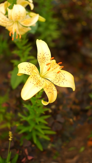 Belles fleurs de lys Lilium Grandes fleurs à l'odeur agréable