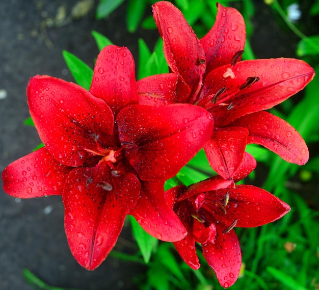 Belles fleurs de lys rouges dans un jardin sur fond de pelouse. Parterres de fleurs