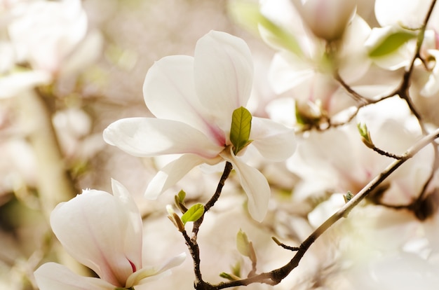 Belles fleurs de magnolia au printemps. fleur de magnolia blanc contre la lumière du coucher du soleil.