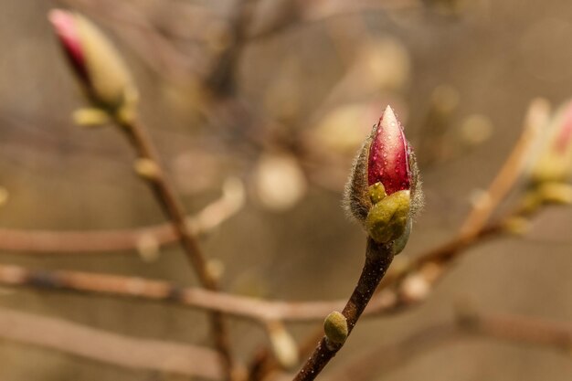 Belles fleurs de magnolia avec des gouttelettes d'eau