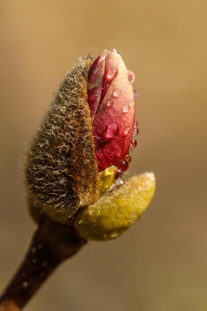 Belles fleurs de magnolia avec des gouttelettes d'eau