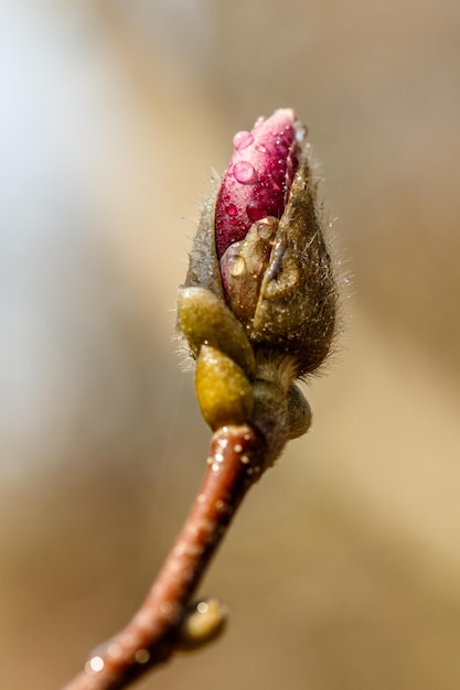 Belles fleurs de magnolia avec des gouttelettes d'eau