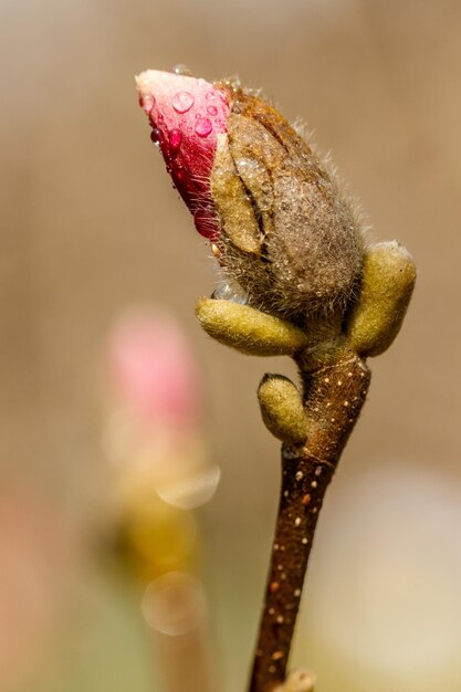 Belles fleurs de magnolia avec des gouttelettes d'eau