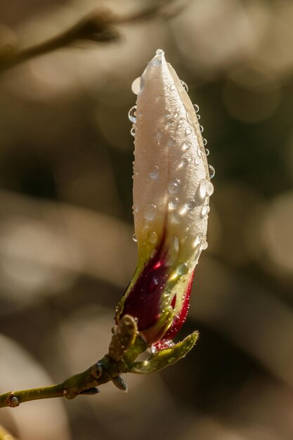 Belles fleurs de magnolia avec des gouttelettes d'eau