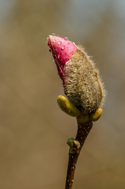 Belles fleurs de magnolia avec des gouttelettes d'eau