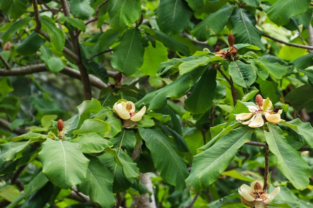 Belles fleurs de Magnolia grandiflora (Southern Magnolia ou Bull Bay)