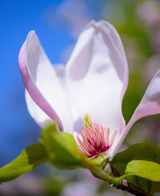 Photo de belles fleurs de magnolia roses sur le fond bleu du ciel image florale de printemps