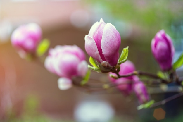 Belles fleurs de magnolia