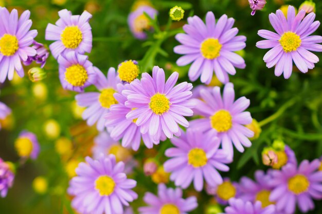 Belles fleurs de marguerite sur pré vert