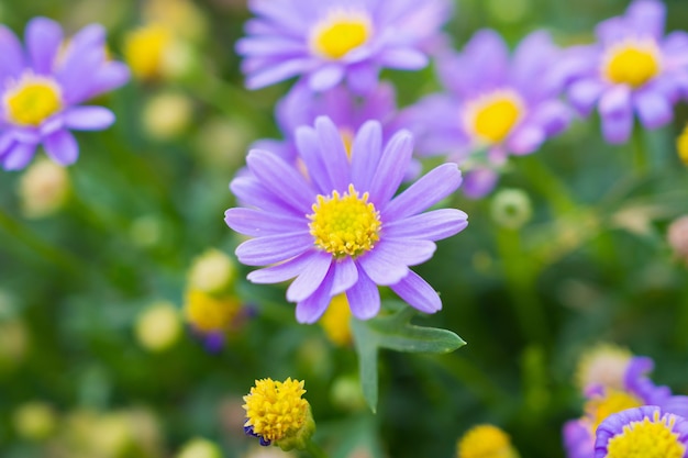 Belles fleurs de marguerite sur pré vert