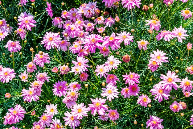 belles fleurs de marguerite