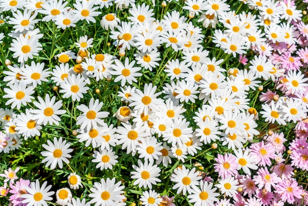 belles fleurs de marguerite