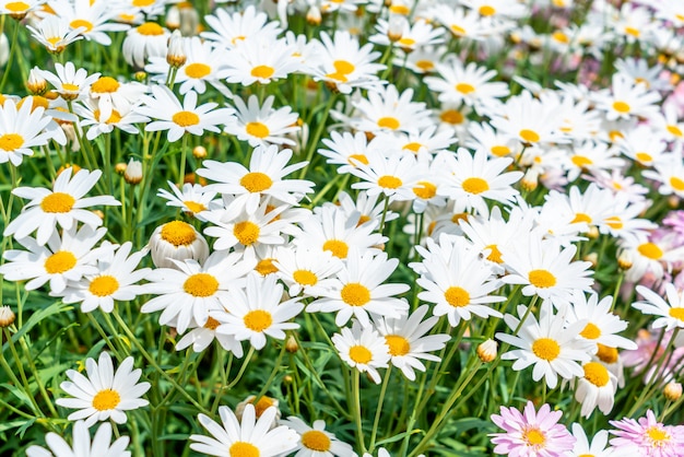 belles fleurs de marguerite