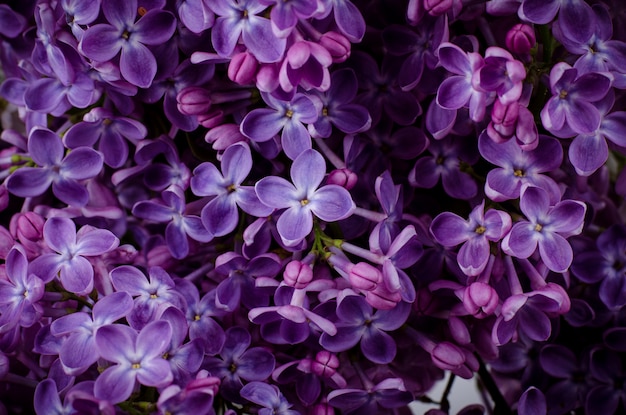 Belles fleurs mauves lilas.