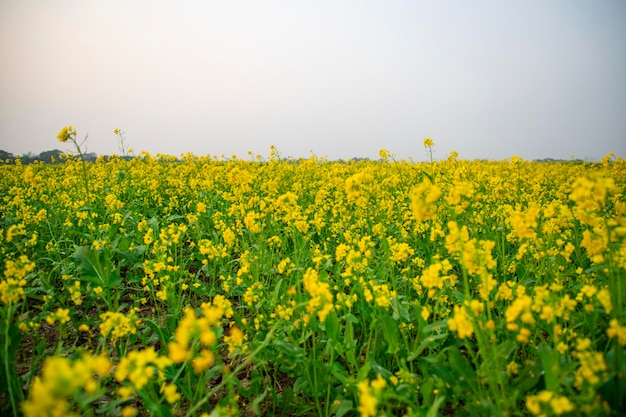 Belles fleurs de moutarde jaune dans le champ Vue sur le paysage naturel