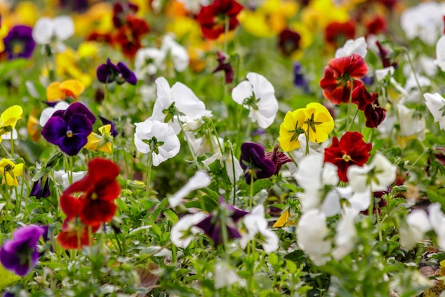 Belles fleurs multicolores sur le champ de parterre de fleurs