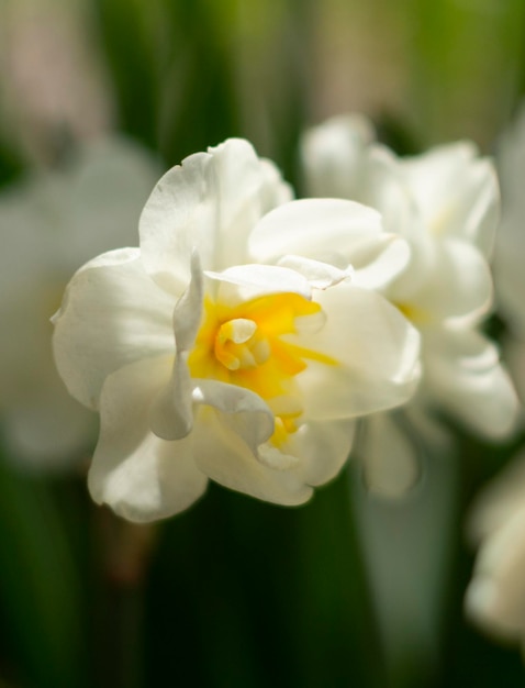 De belles fleurs de Narcisse jonquille se bouchent dans un jardin en Grèce