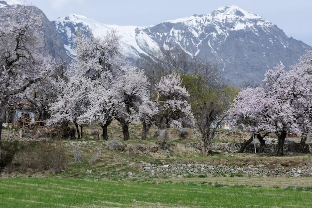 belles fleurs naturelles Belle nature comme un paradis dans le nord du Pakistan