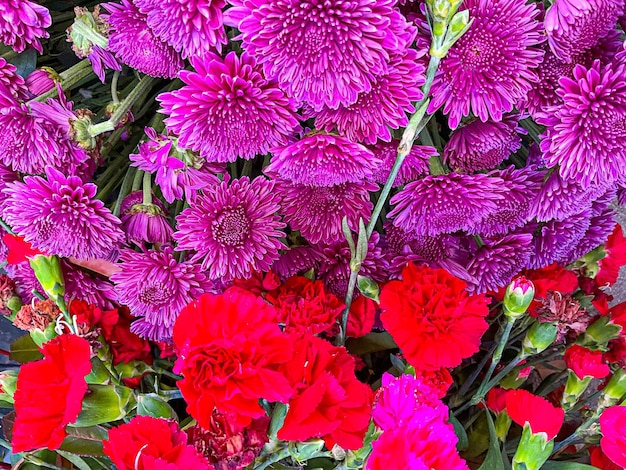 Belles fleurs naturelles dans le jardin