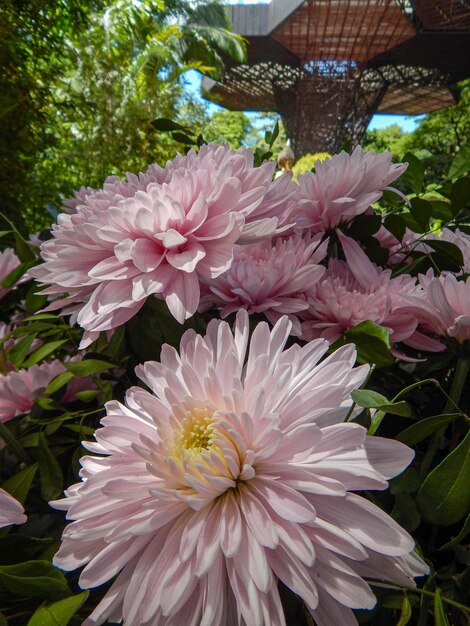 Belles fleurs naturelles dans le jardin