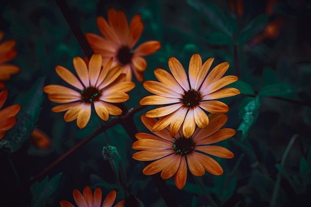 belles fleurs orange au printemps