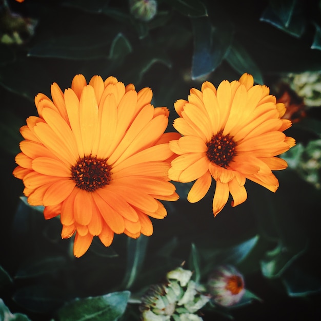 les belles fleurs orange dans le jardin dans la nature