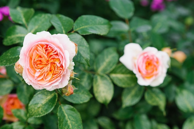 Belles fleurs orange délicates de la rose Chippendale dans le jardin d'été