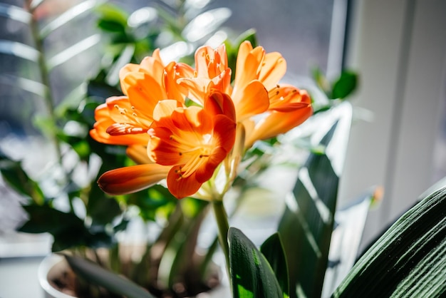 Belles fleurs orange de la plante d'intérieur de clivia miniata