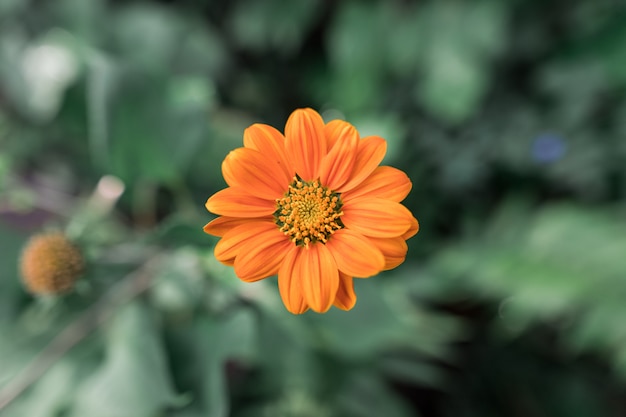 Belles fleurs orange