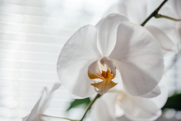 Belles fleurs d'orchidées blanches, comment faire pousser et entretenir les orchidées Phalaenopsis, plantes d'intérieur populaires