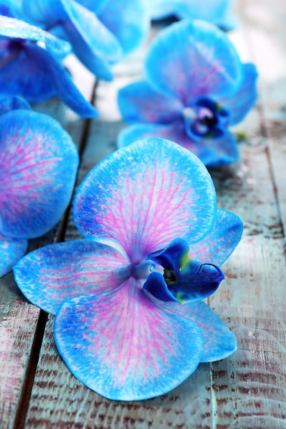 Belles fleurs d'orchidées bleues sur fond de bois se bouchent