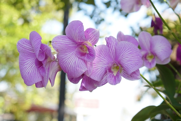 Belles fleurs d'orchidées dans le parc