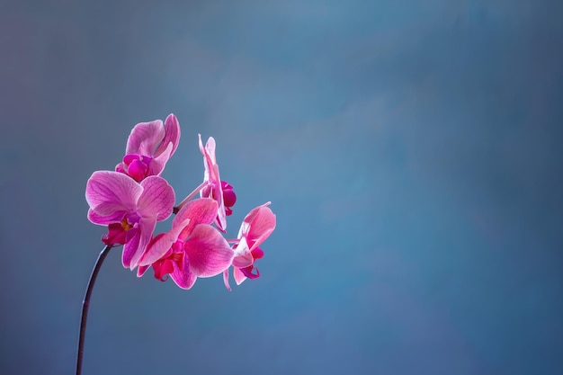 Belles fleurs d'orchidées sur fond bleu